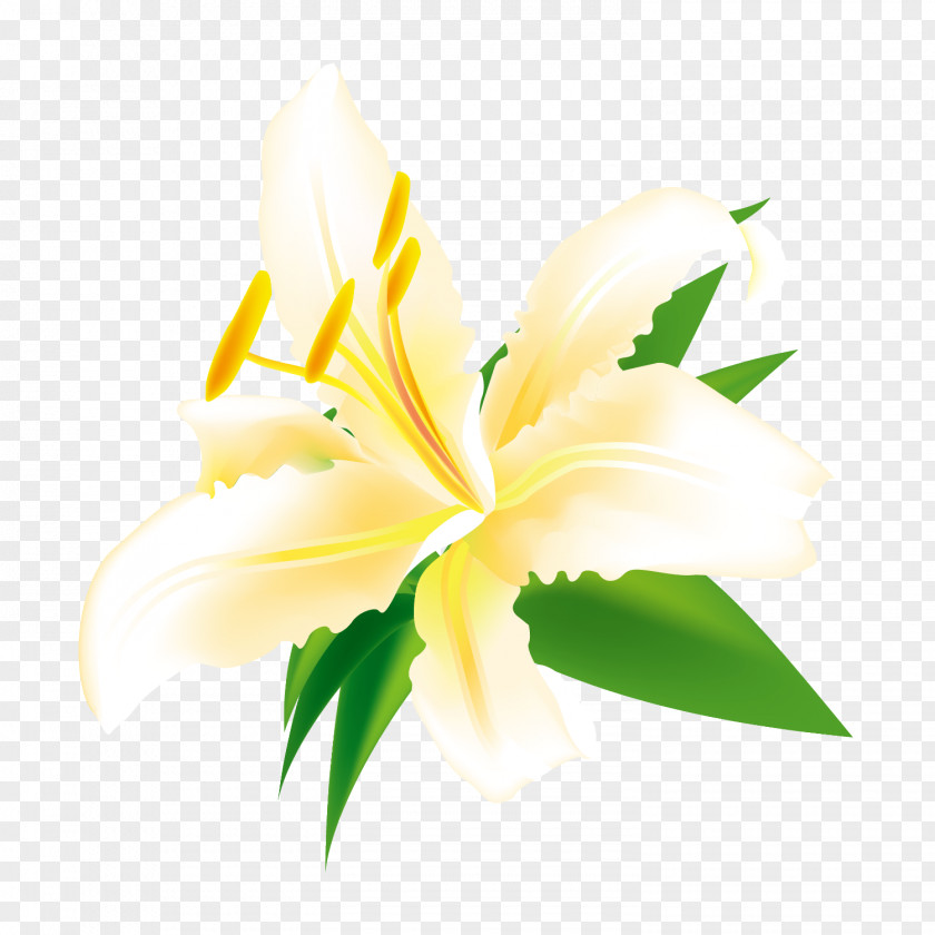 Vector Lily Decorative Illustration Easter Euclidean Flower PNG