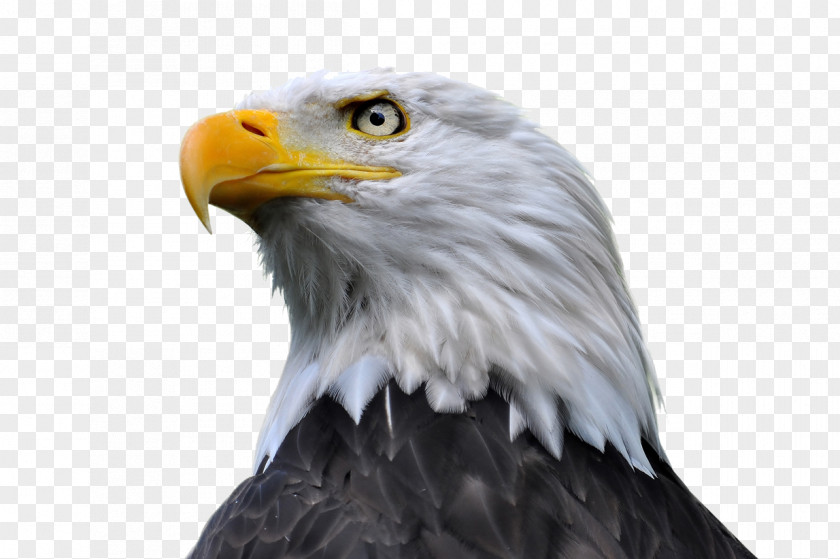 Eagle Bald Stock Photography PNG