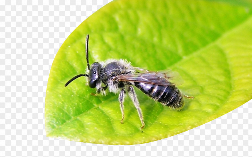 Bees On The Leaves Honey Bee Galaga Bumblebee Apidae Insect PNG