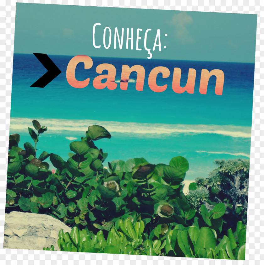 Cancun Advertising Ecosystem Organism Marine Biology Stock Photography PNG