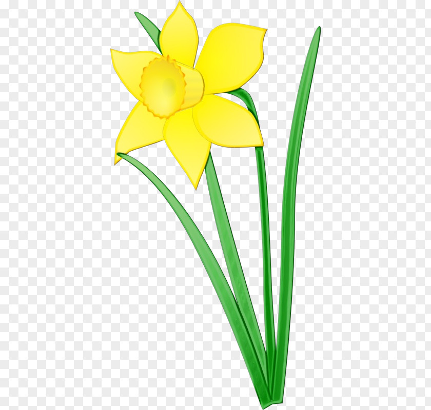 Flower Yellow Petal Plant Narcissus PNG
