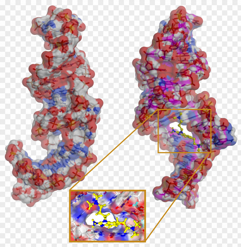 Ribonucleic Acid Body Jewellery RNA Virus Hepatitis C PNG