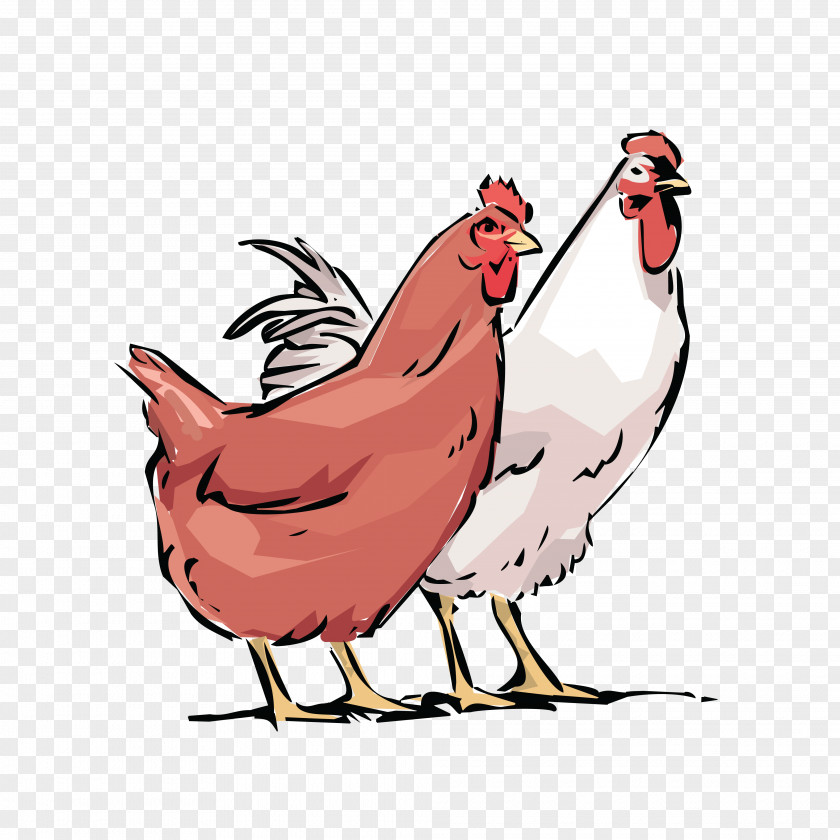 Rooster Leghorn Chicken Poultry Farming Fowl PNG