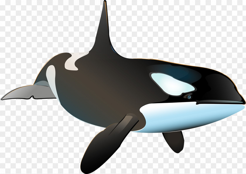 Whale Killer Porpoise Shark Dolphin PNG