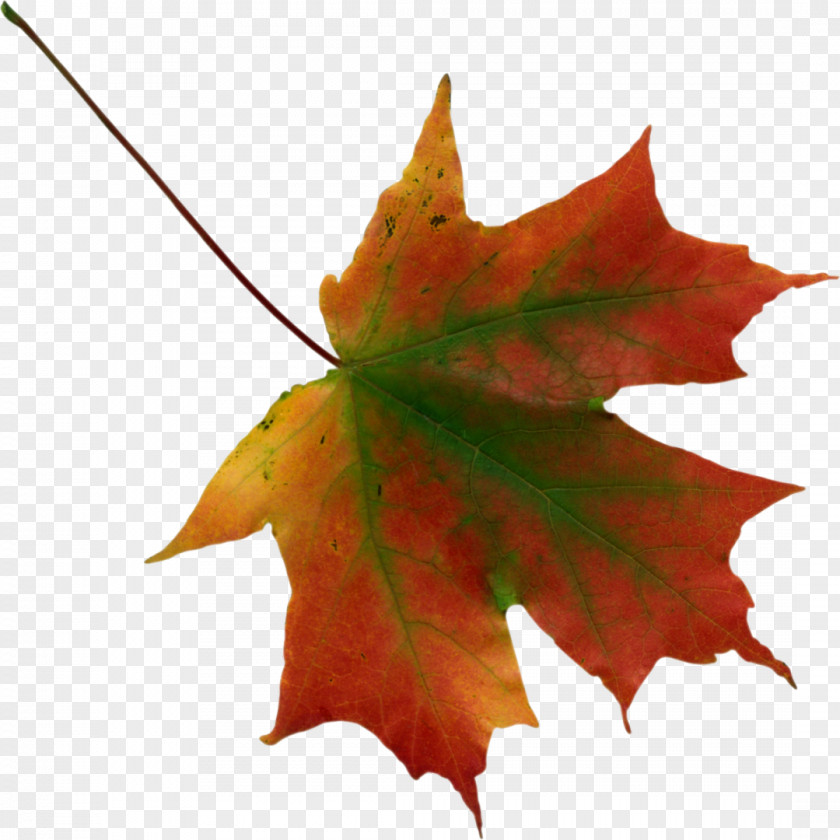 Autumn Leaves Leaf Color Maple Clip Art PNG