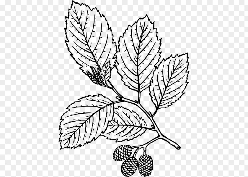 Fresh Mint Leaves Drawing Red Alder Botany Tree Clip Art PNG