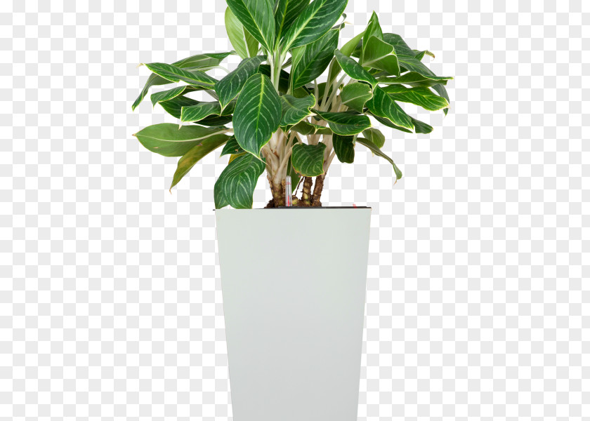 Leaf Ornamental Plant Chinese Evergreen Houseplant Tree PNG