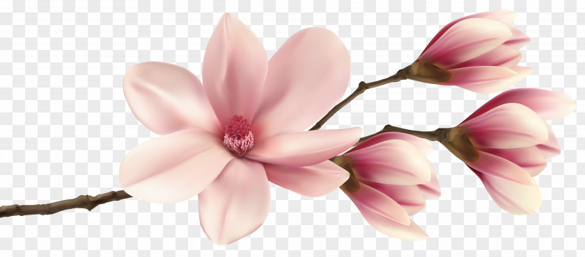 Spring Magnolia Branch Clip Art Image Southern PNG
