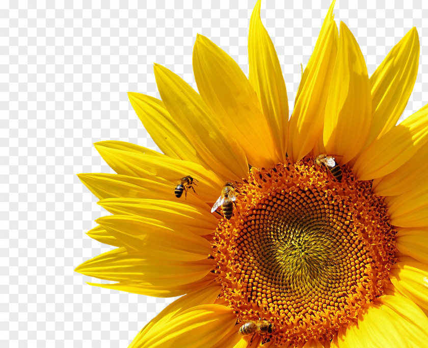 Sunflower Honey Bee Common Insect PNG