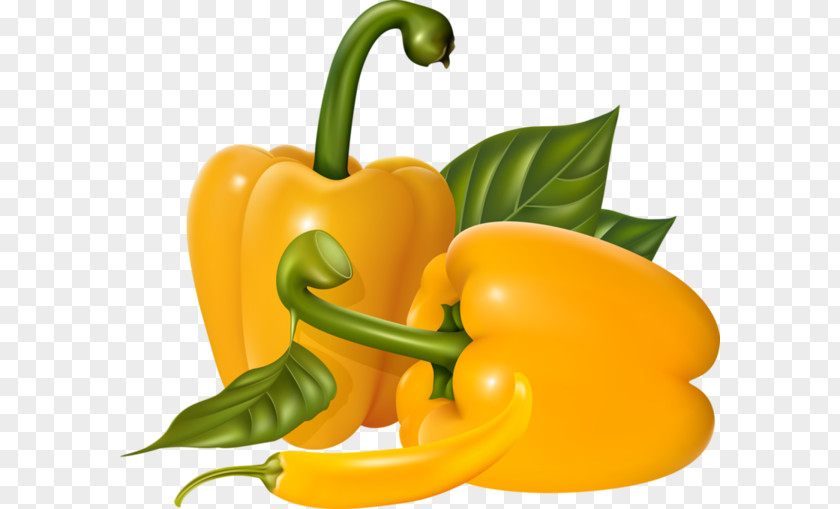Vegetable Graphic Design PNG