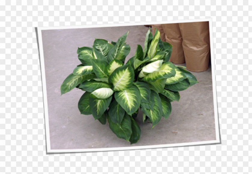 Cane Vine Leaf Vegetable Herb Plant Flowerpot PNG