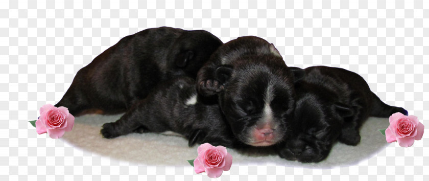 French Bull Dog Breed Puppy Spaniel Sporting Group PNG