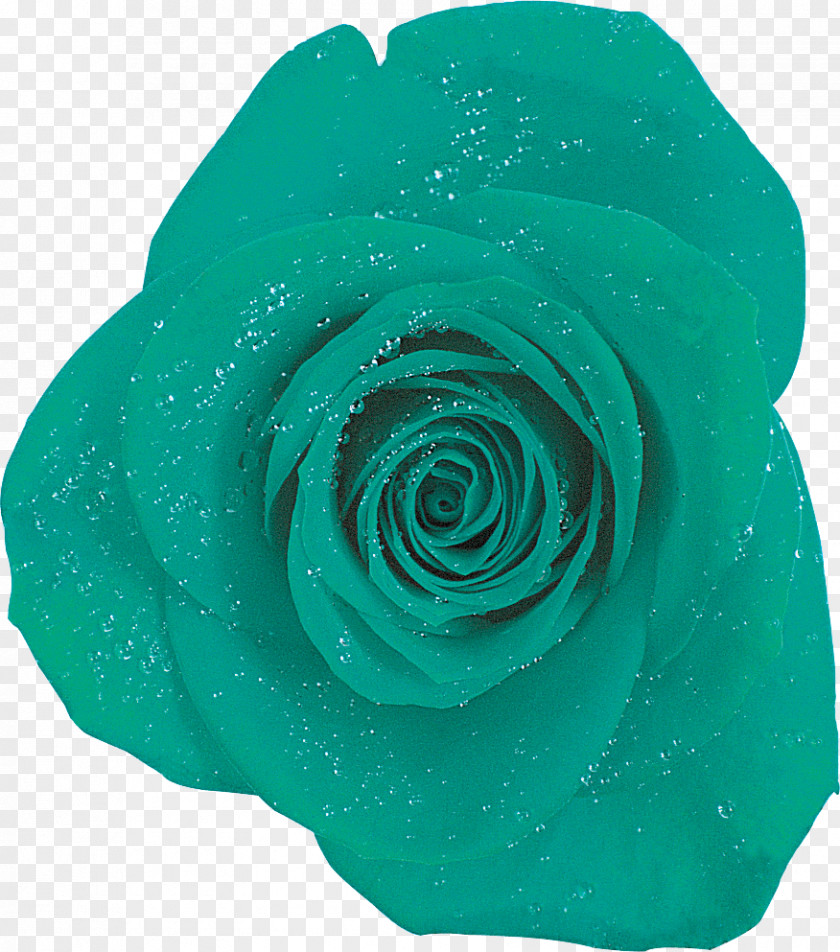 Rose Garden Roses Blue Turquoise PNG