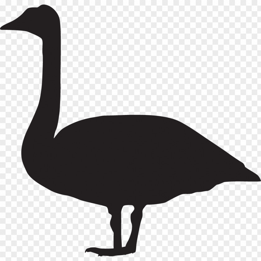 Swan Bird Duck Goose Mute Cornell Lab Of Ornithology PNG