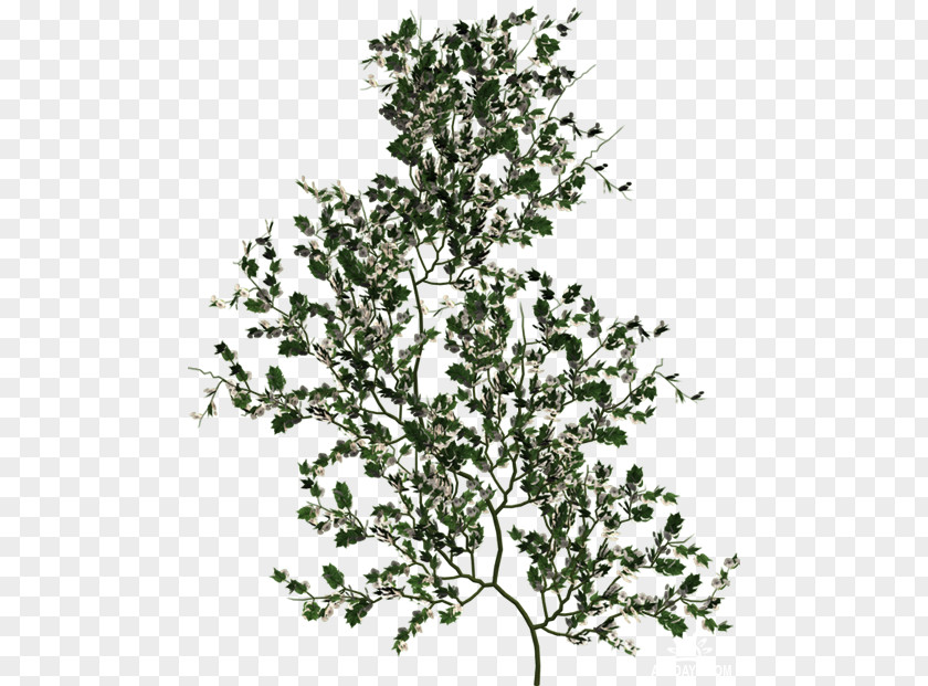 Tree Vine PNG