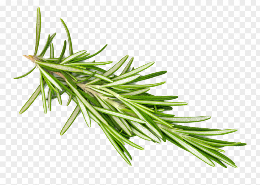 Forward Rosemary Herb PNG