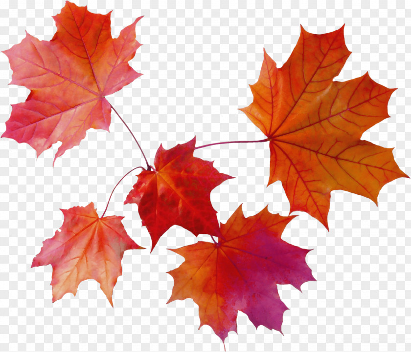 Grape Leaves Silver Maple Autumn Watercolor PNG