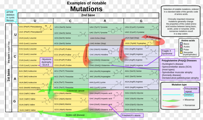 Nonsense Mutation Genetic Code Point Genetics PNG