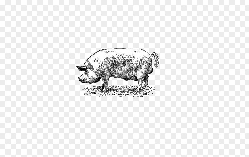 Pig Black Iberian Drawing Euclidean Vector PNG