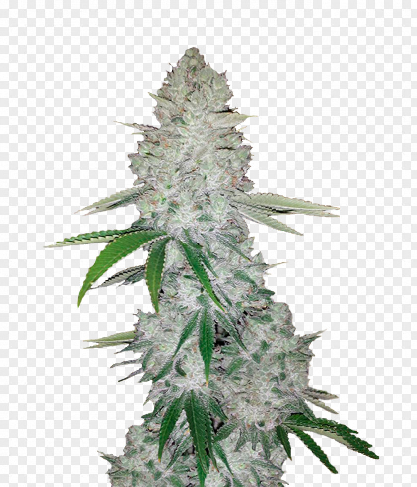 Trichome Gorilla Glue Autoflowering Cannabis Seed Sativa PNG