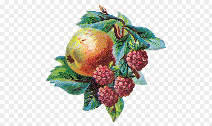 Vegetable Berry Auglis Fruit Tutti Frutti Clip Art PNG