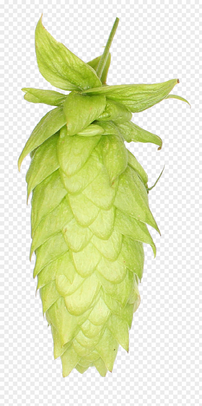 Beer India Pale Ale Common Hop Juice PNG