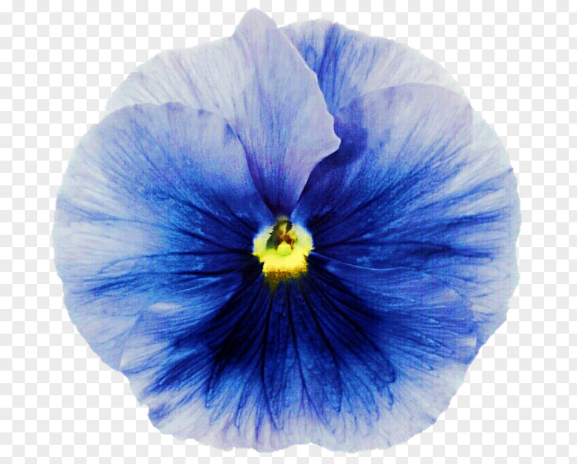 Blue Shading Pansy Violet DeviantArt Purple PNG