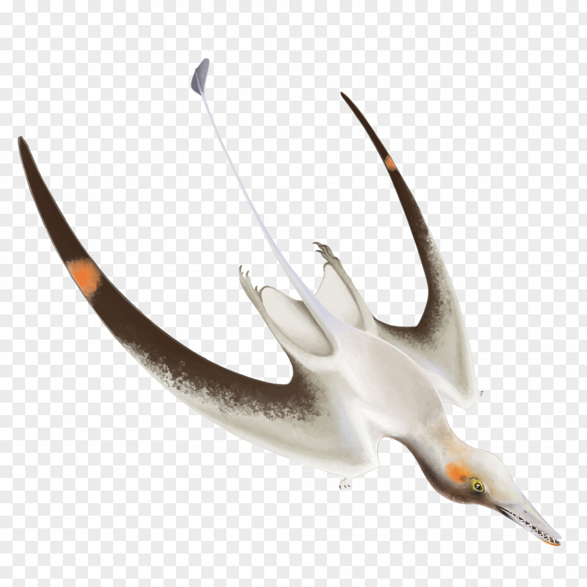 Dinosaur Pterosaurs Cacibupteryx Anurognathus Cygnini PNG