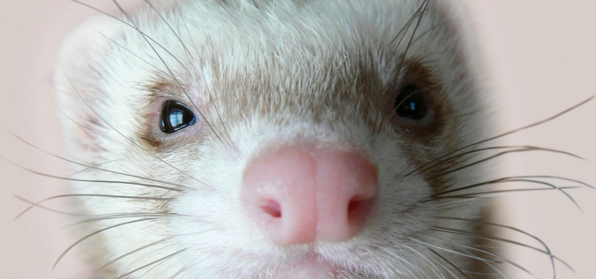 Ferret Puppy Cat Desktop Wallpaper Cuteness PNG