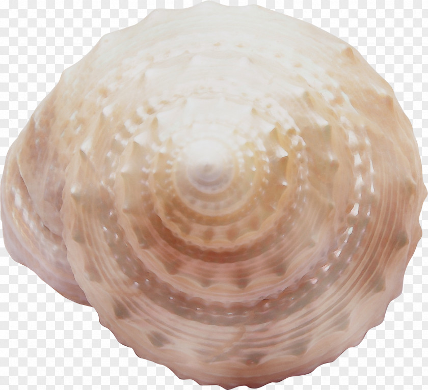 Shell Bivalve Cockle Clam Conch PNG