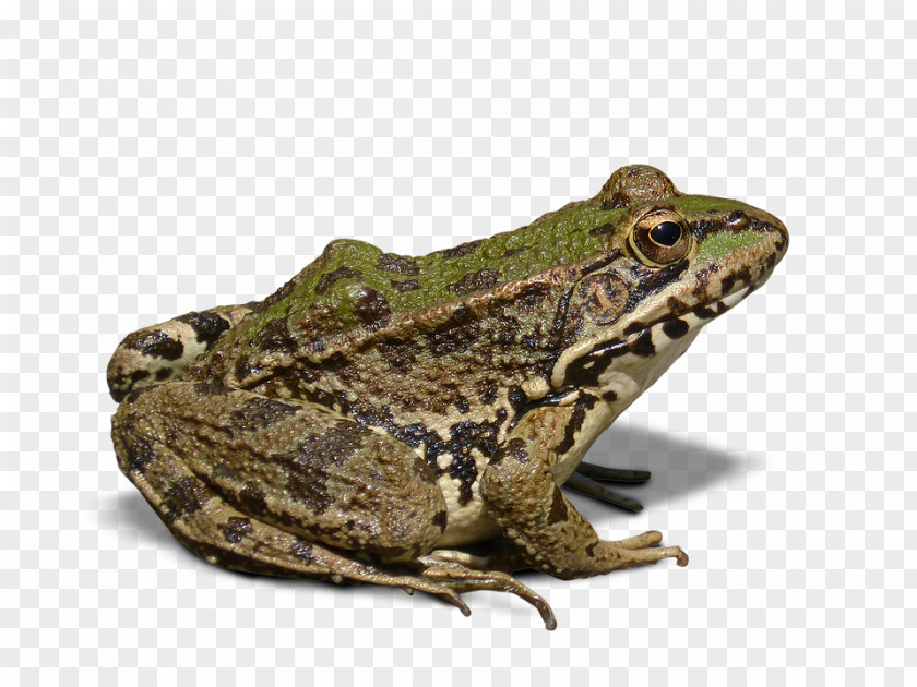 Frog Amphibian PNG