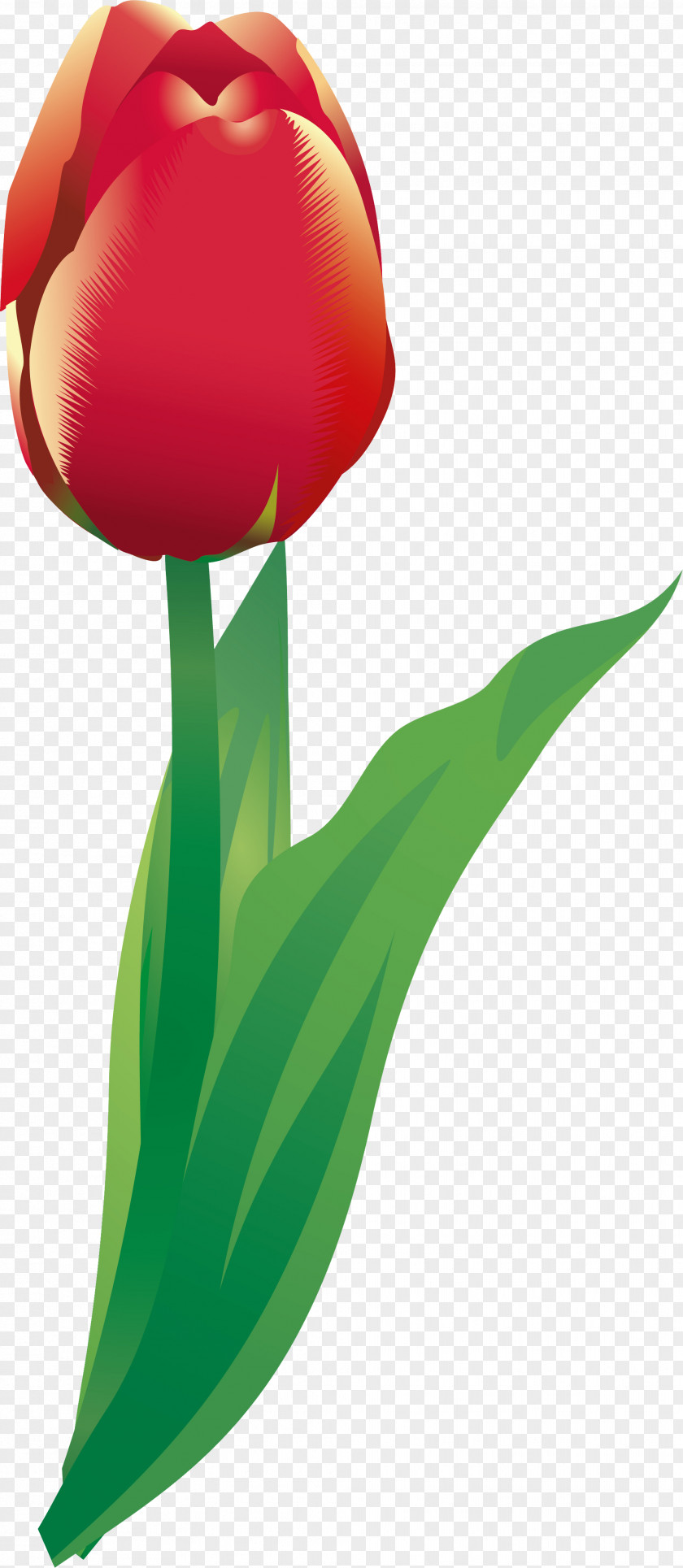 Tulip Flowering Plant Liliaceae Stem PNG