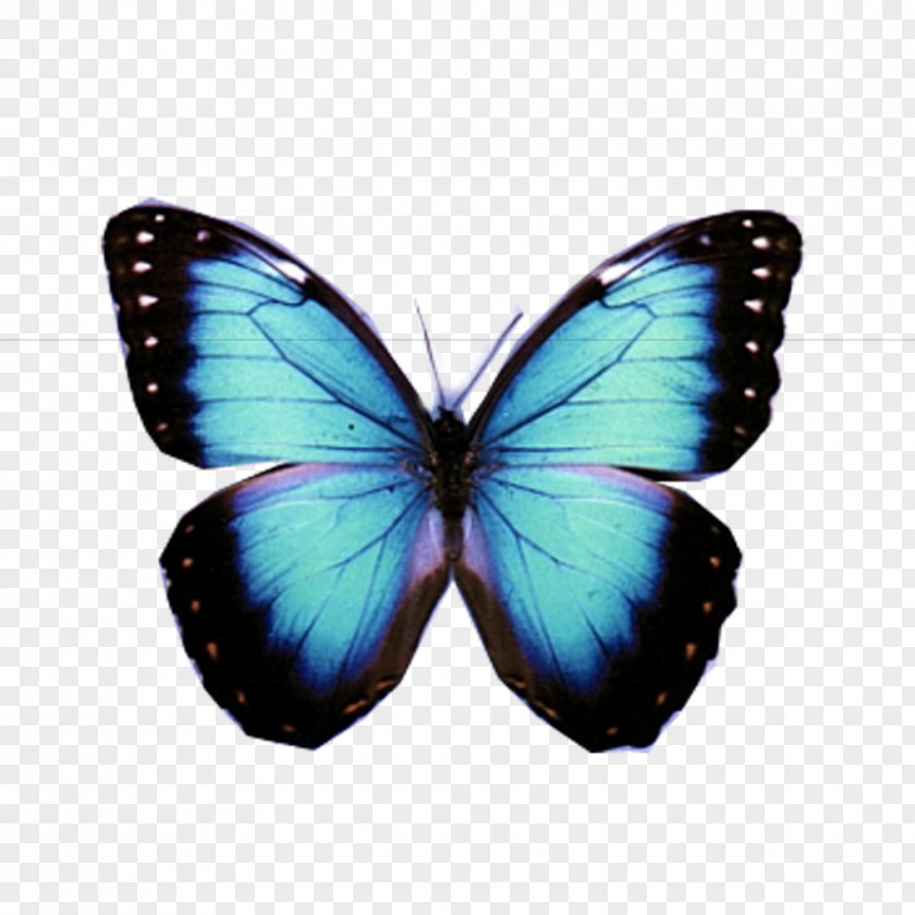 Butterfly Mariposa Traicionera Image Compression PNG