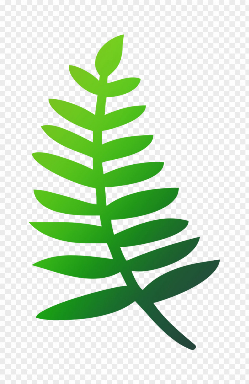 Fir Christmas Tree Day Leaf PNG