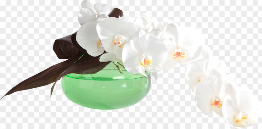 Flower Moth Orchids Cut Flowers PNG