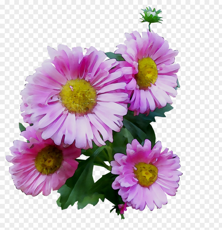 Garden Cosmos Chrysanthemum Marguerite Daisy Transvaal Cut Flowers PNG