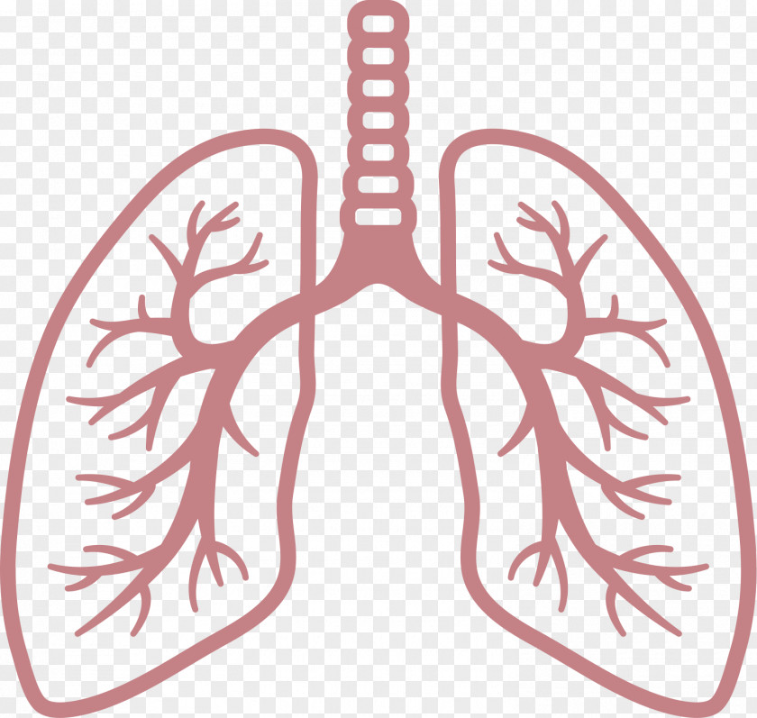 Lungs Lung Respiratory System Disease Breathing PNG