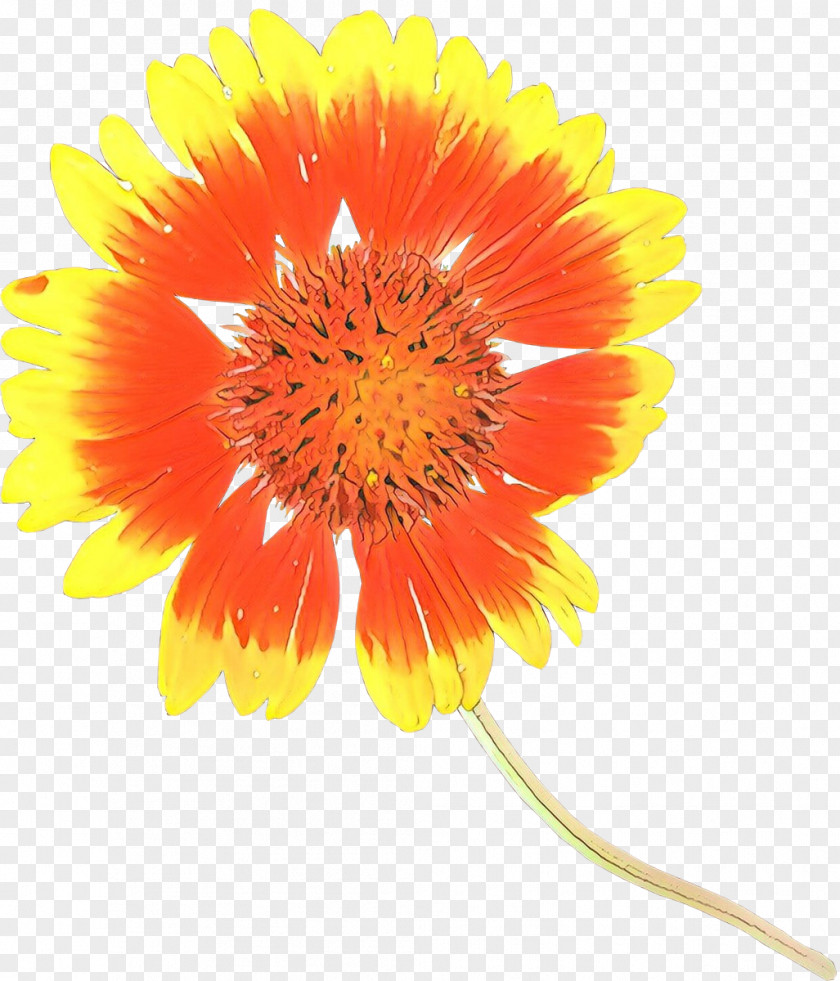 Transvaal Daisy Cut Flowers Blanket Pot Marigold Petal PNG