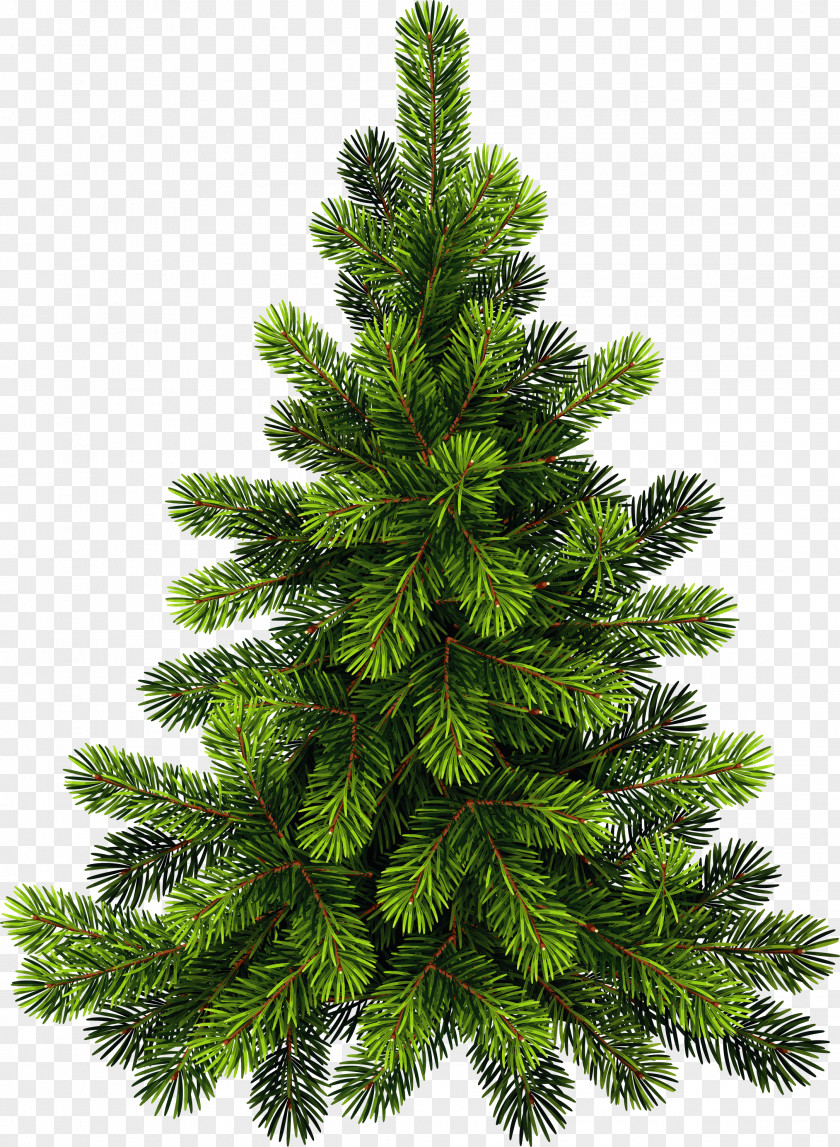 Tree Clip Art Pine Image PNG