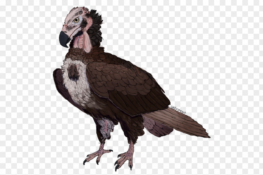 Bird Red-headed Vulture Beak Art PNG