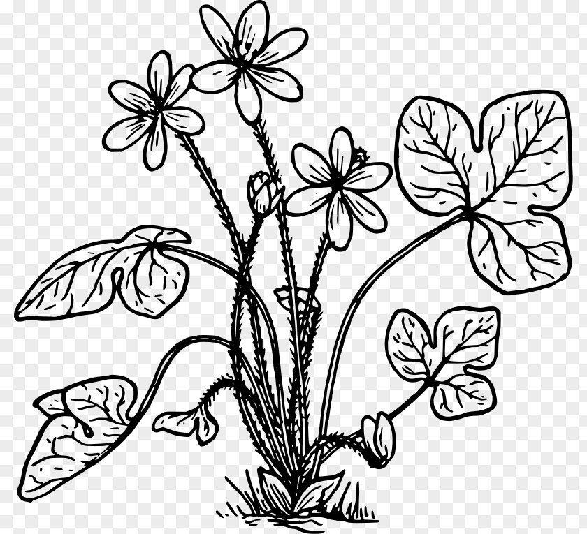 Flower Patterns Anemone Hepatica Coloring Book Clip Art PNG