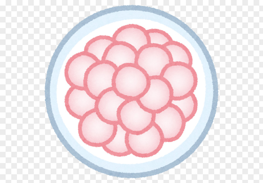 Germ Cell Body Zygote Fertilisation Pregnancy Fallopian Tube Egg PNG