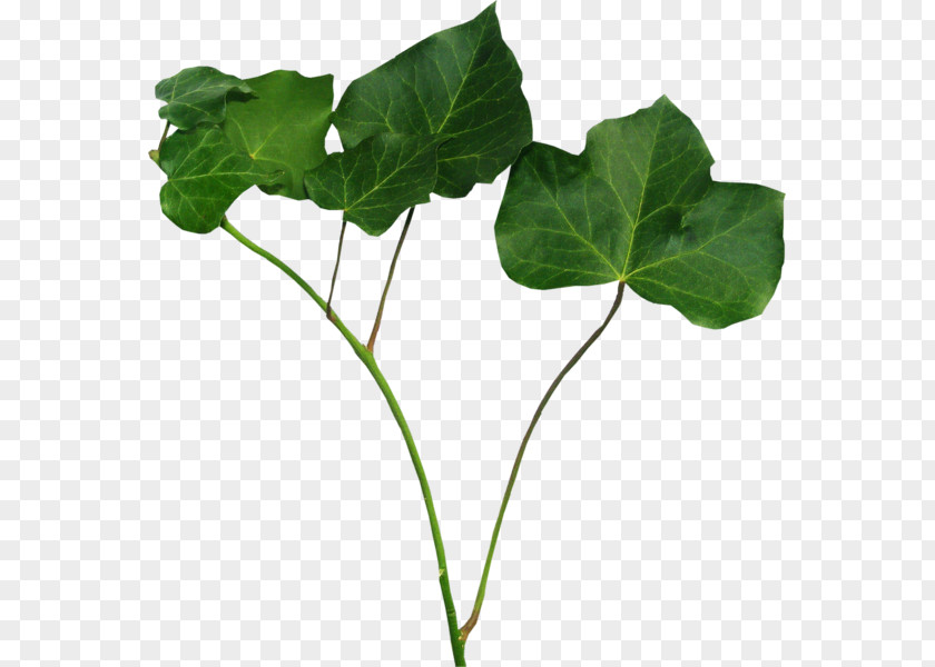 Leaf Herbaceous Plant PNG
