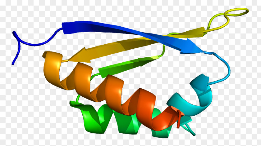 PCBP1 PCBP2 Gene Cell Protein PNG