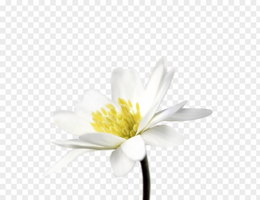 Water Lilies Cut Flowers Daisy Family Common Petal PNG