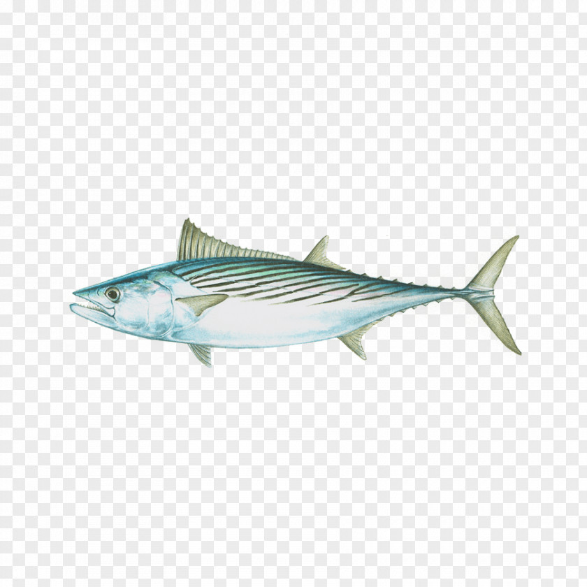 Bonito Background Little Tunny Mackerel Tuna Scombridae Skipjack Albacore PNG