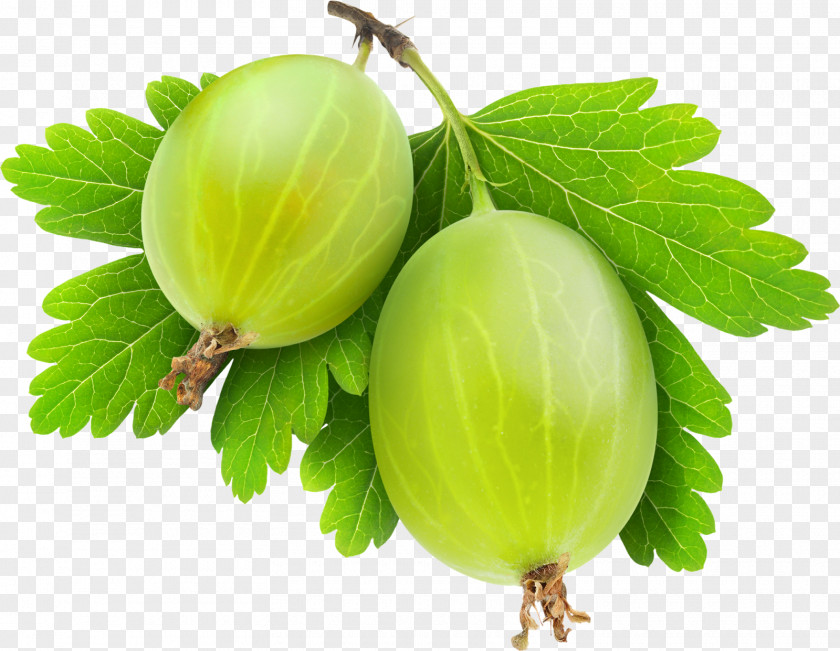 Cape Gooseberry Image Food Stock Photography PNG