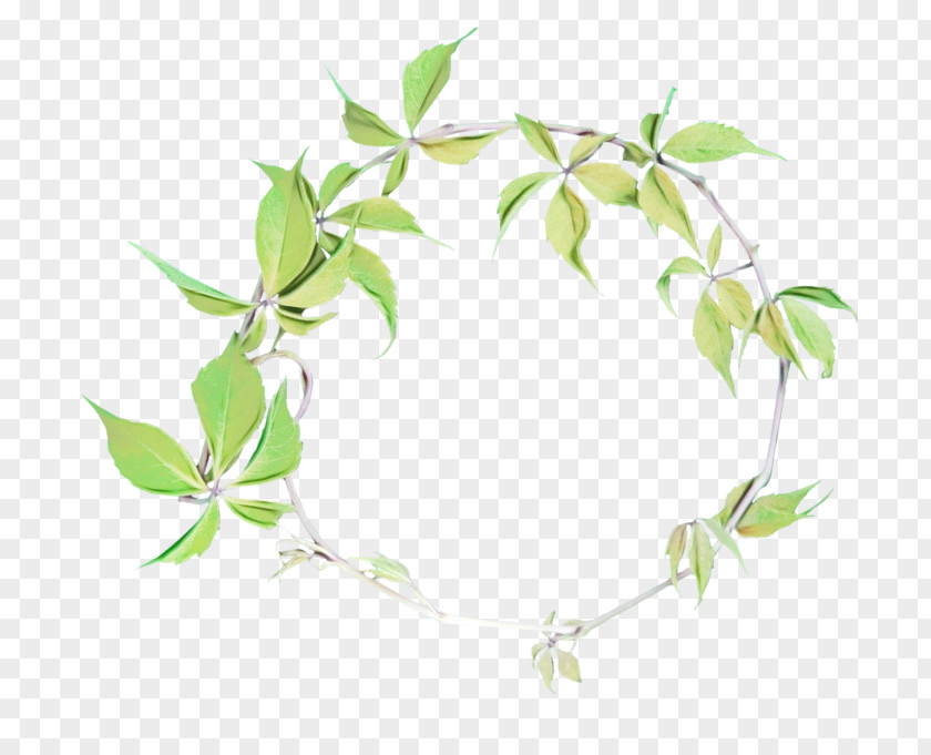 Ivy Family Plant Stem Tree Drawing PNG