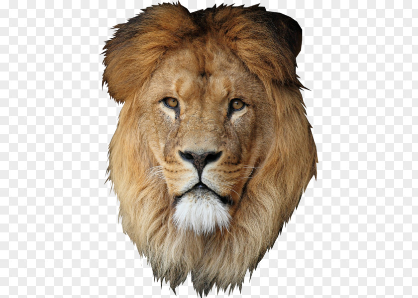 Lion Desktop Wallpaper Cecil PNG