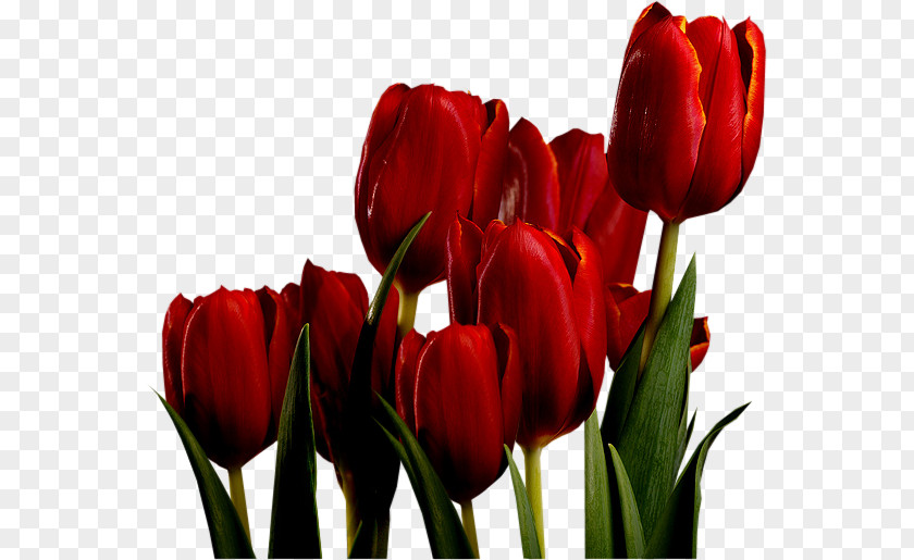 Tulip Mania Red Bulb Keukenhof PNG